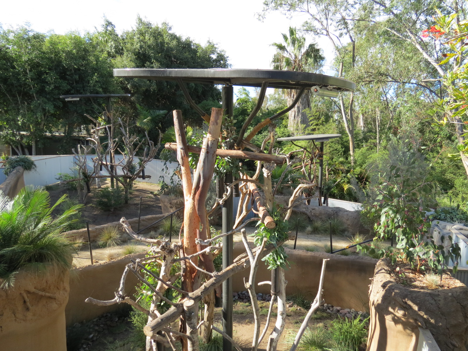 Outback - Koala Exhibits for Male Koalas