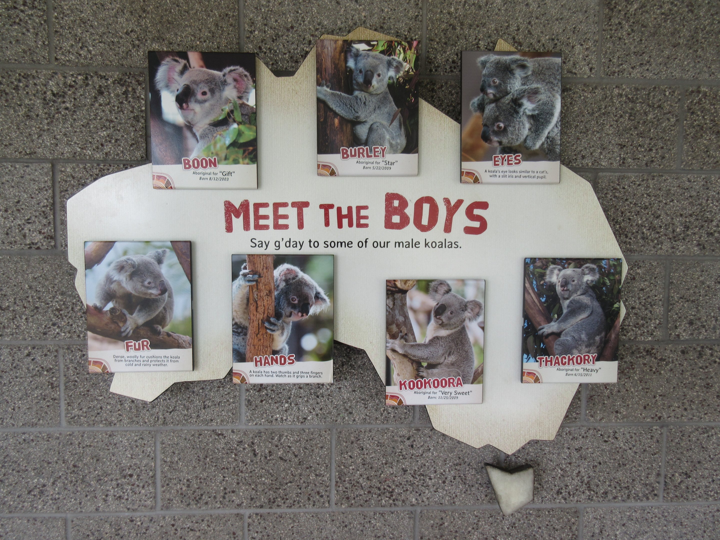 Outback - Koala Sign