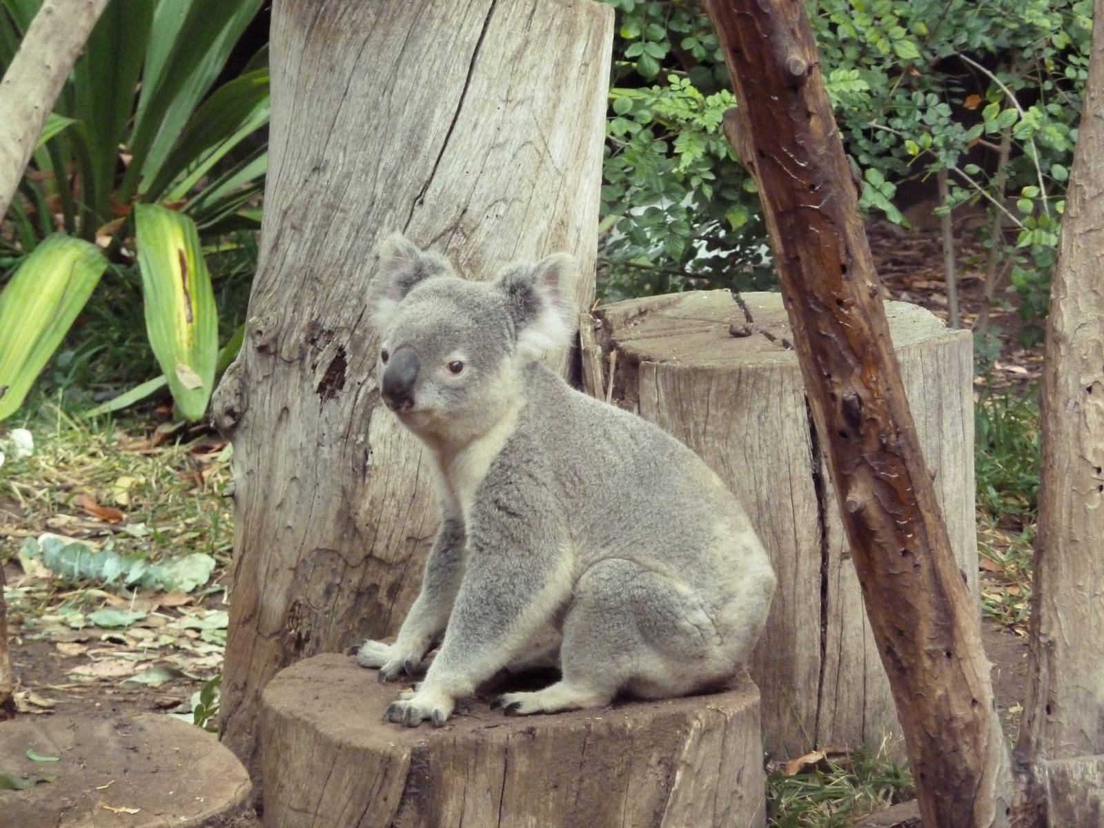 Outback - Koala