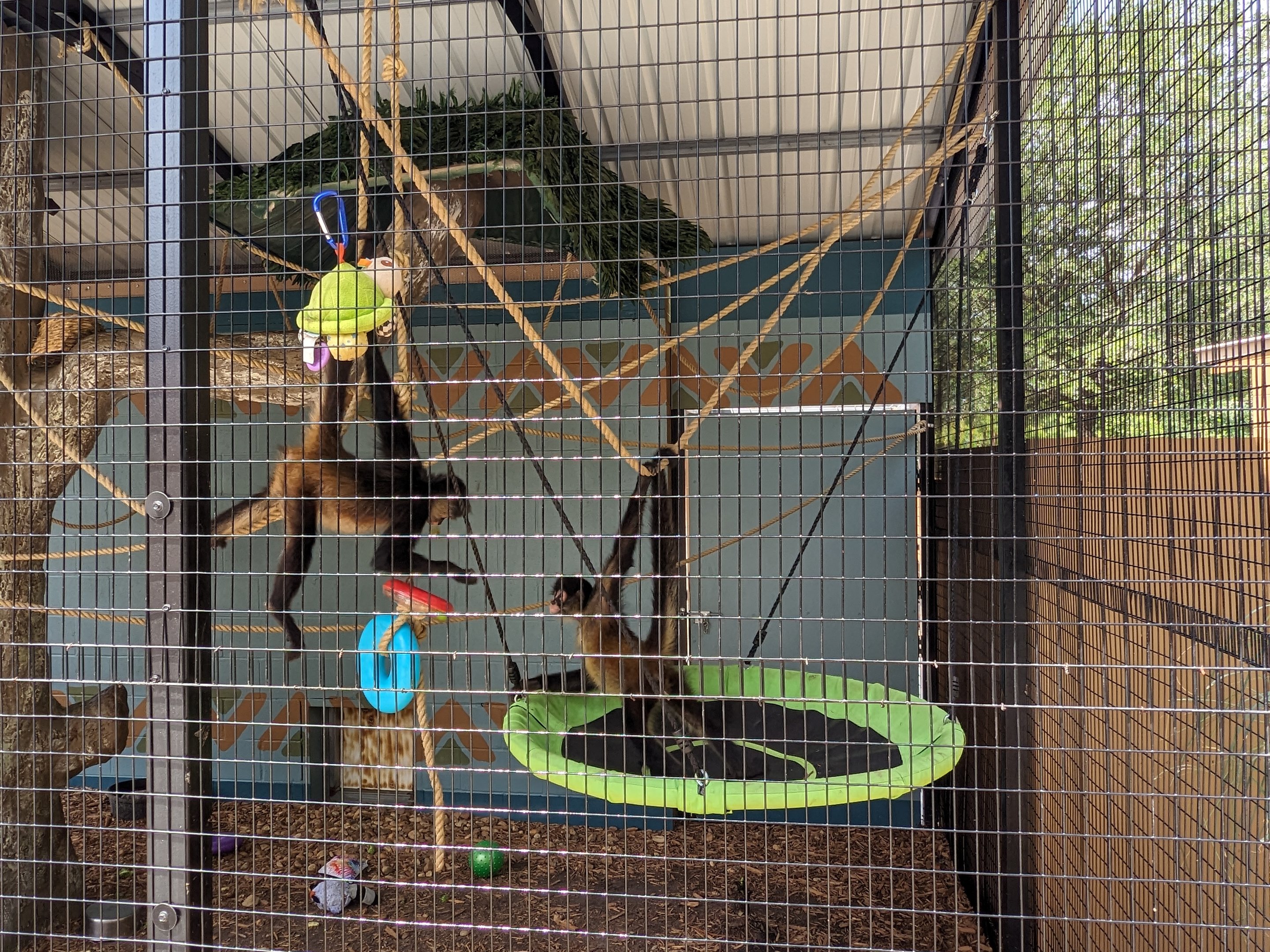 Outback Oasis - spider monkey