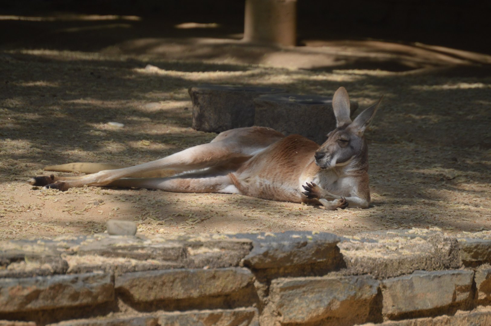 Outback Outpost - Red Kangaroo (Osphranter rufus)