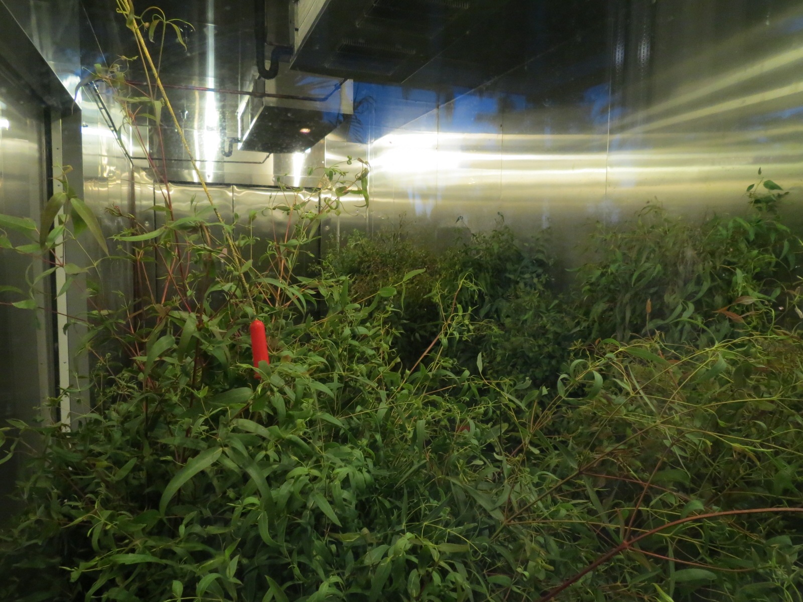 Outback - Queenslander House - Eucalyptus Refrigerator