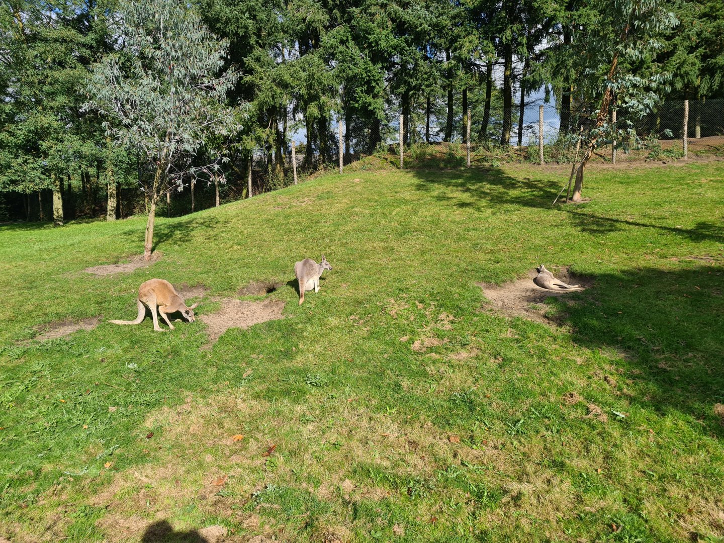 Outback - Red kangaroos
