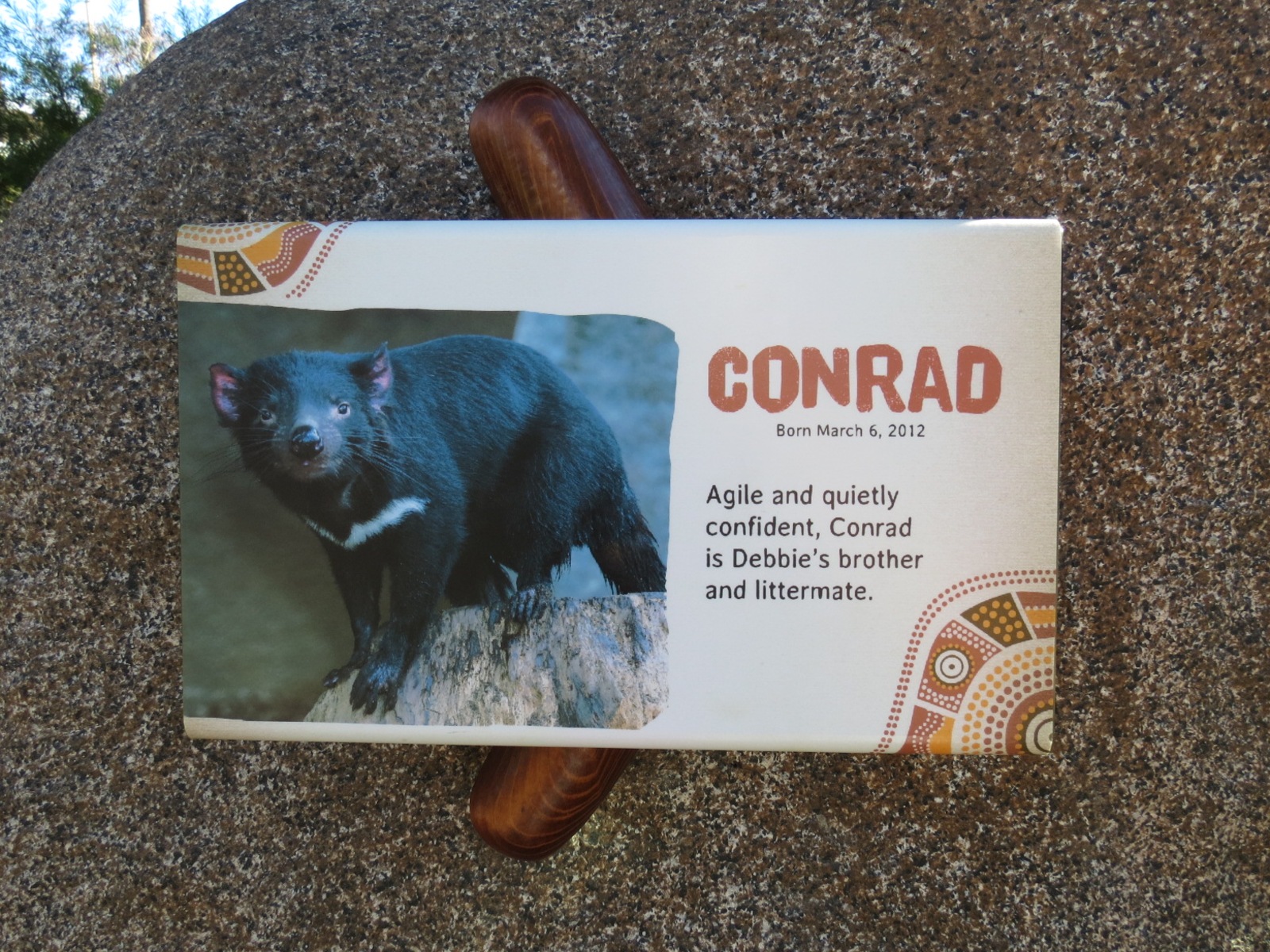 Outback - Tasmanian Devil Exhibit 1