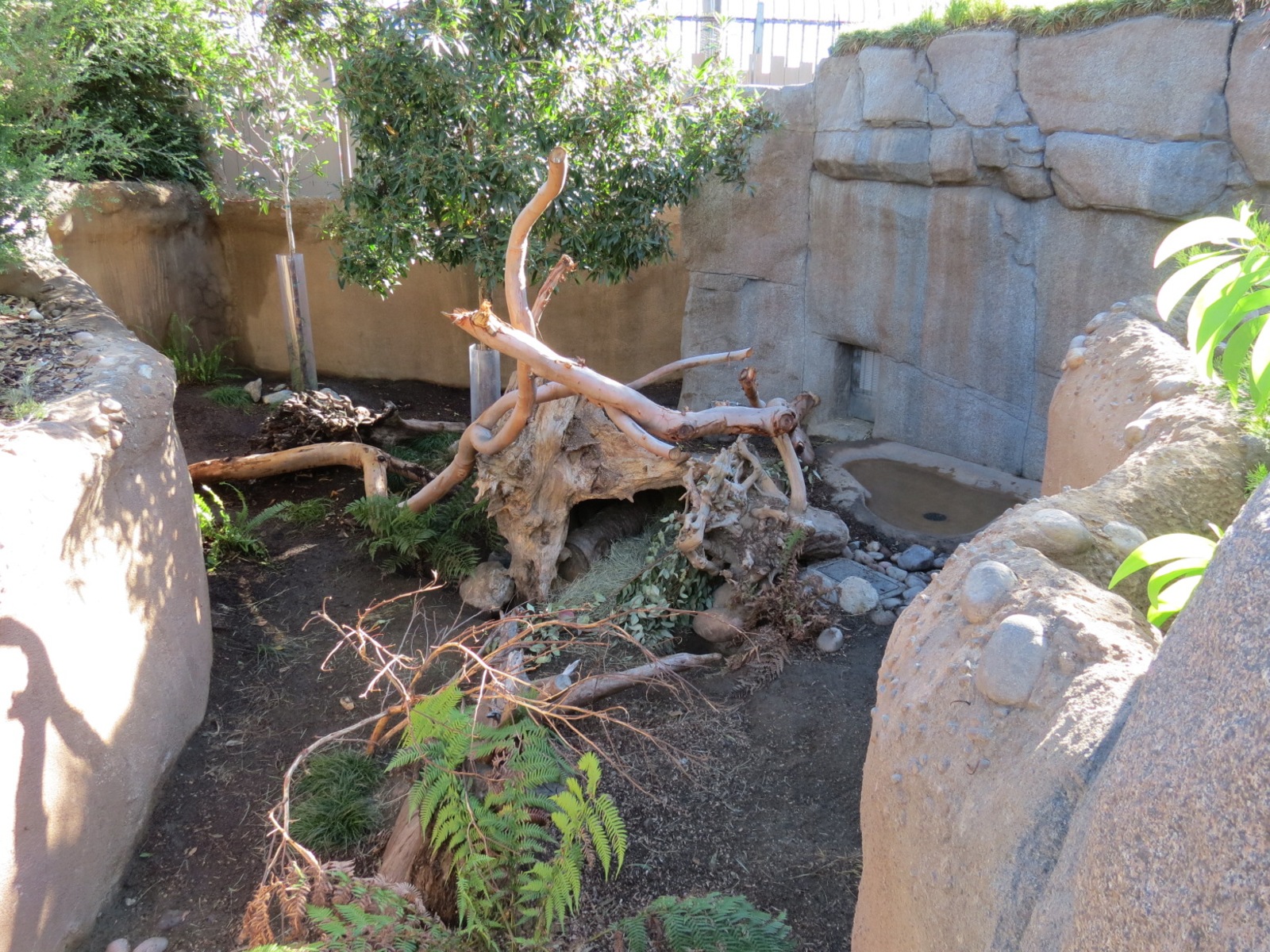 Outback - Tasmanian Devil Exhibit 1