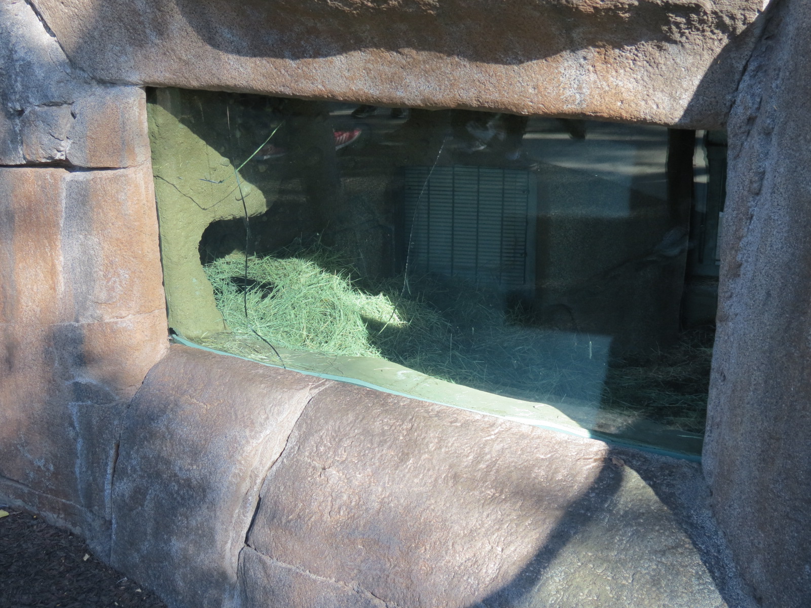 Outback - Tasmanian Devil Exhibit 2 - Den