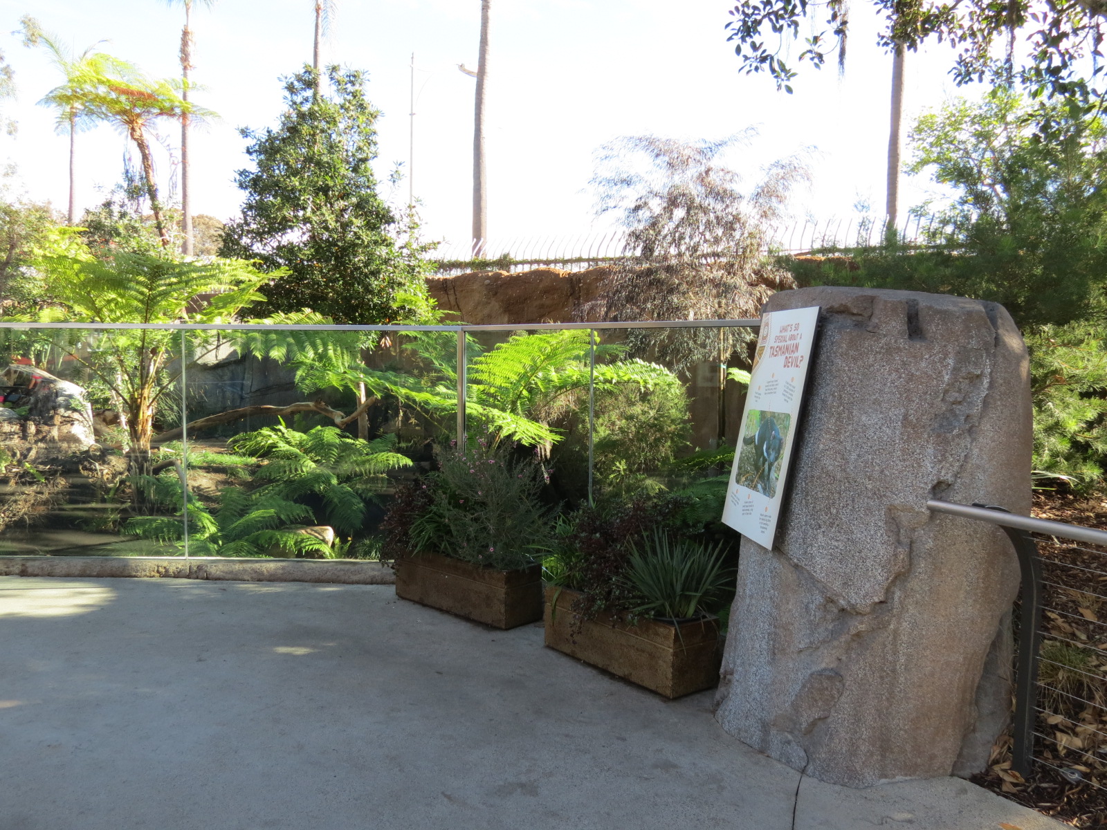 Outback - Tasmanian Devil Exhibit 2