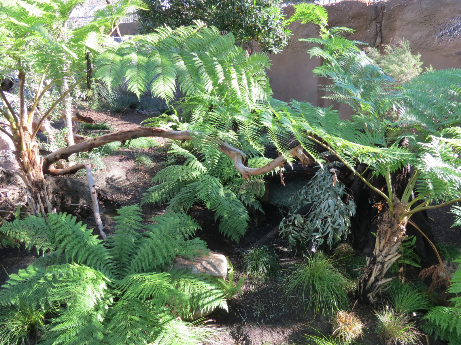 Outback - Tasmanian Devil Exhibit 2