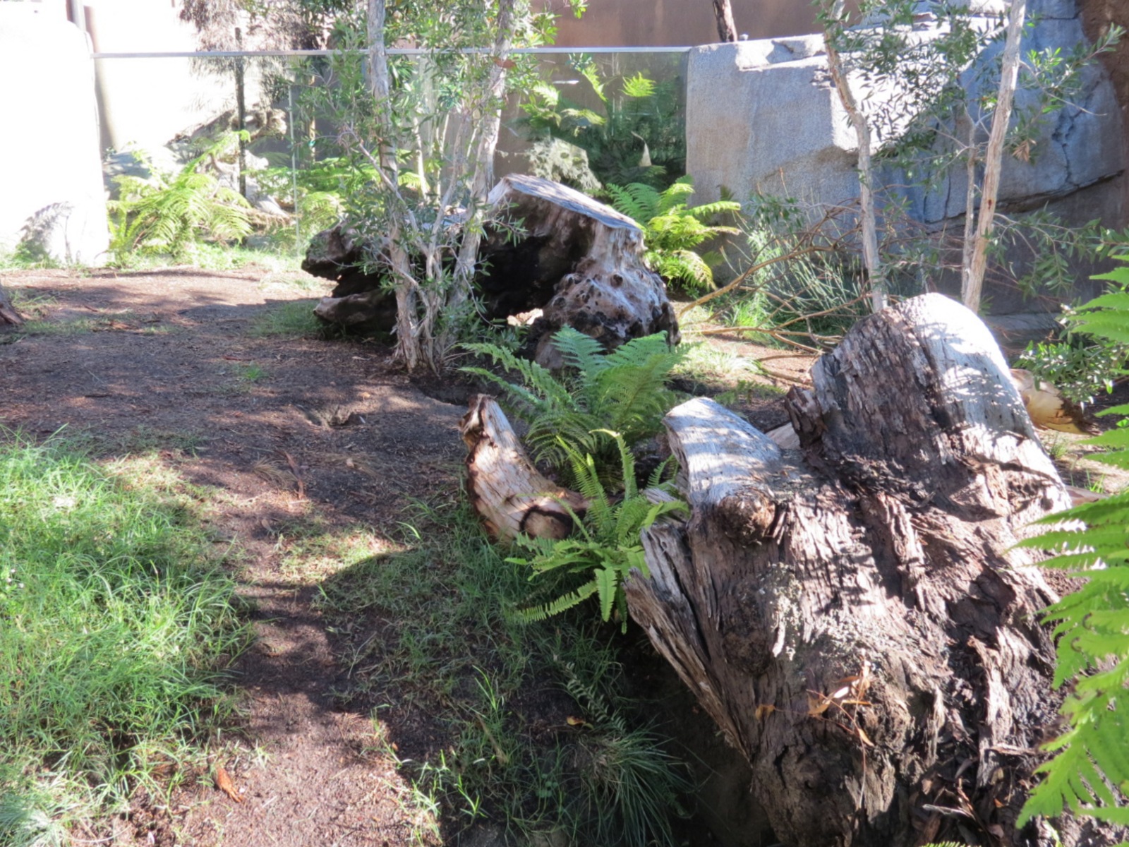 Outback - Tasmanian Devil Exhibit 2