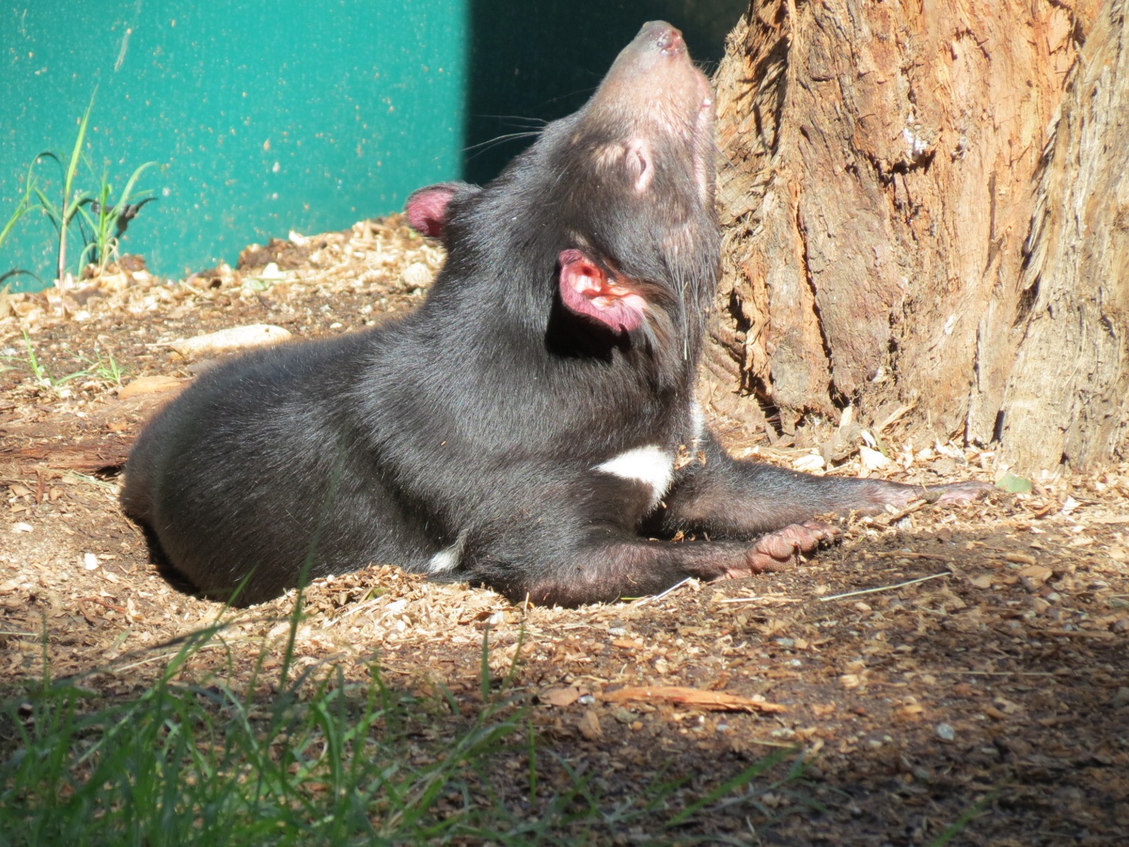 Outback - Tasmanian Devil Exhibit 2