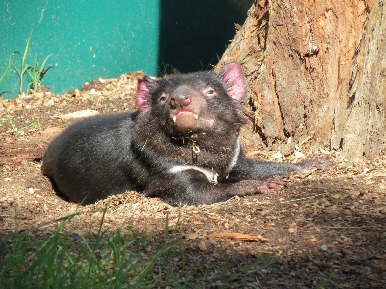 Outback - Tasmanian Devil Exhibit 2