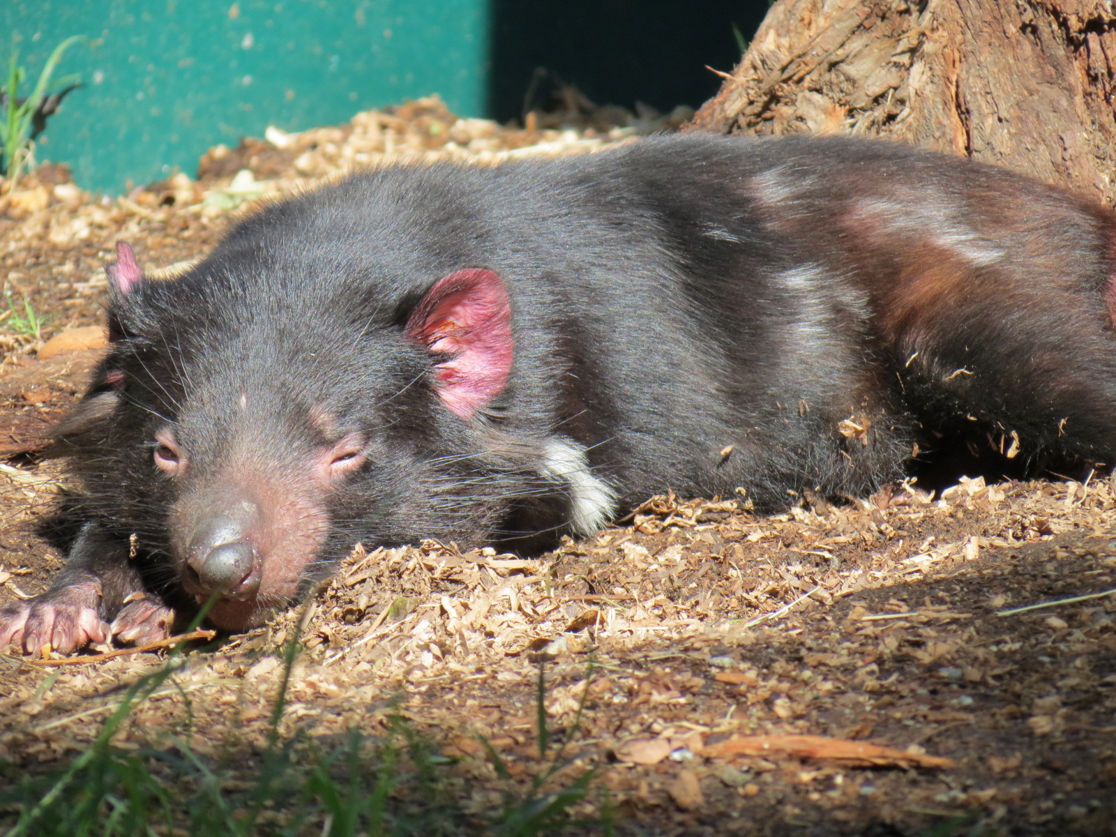 Outback - Tasmanian Devil Exhibit 2