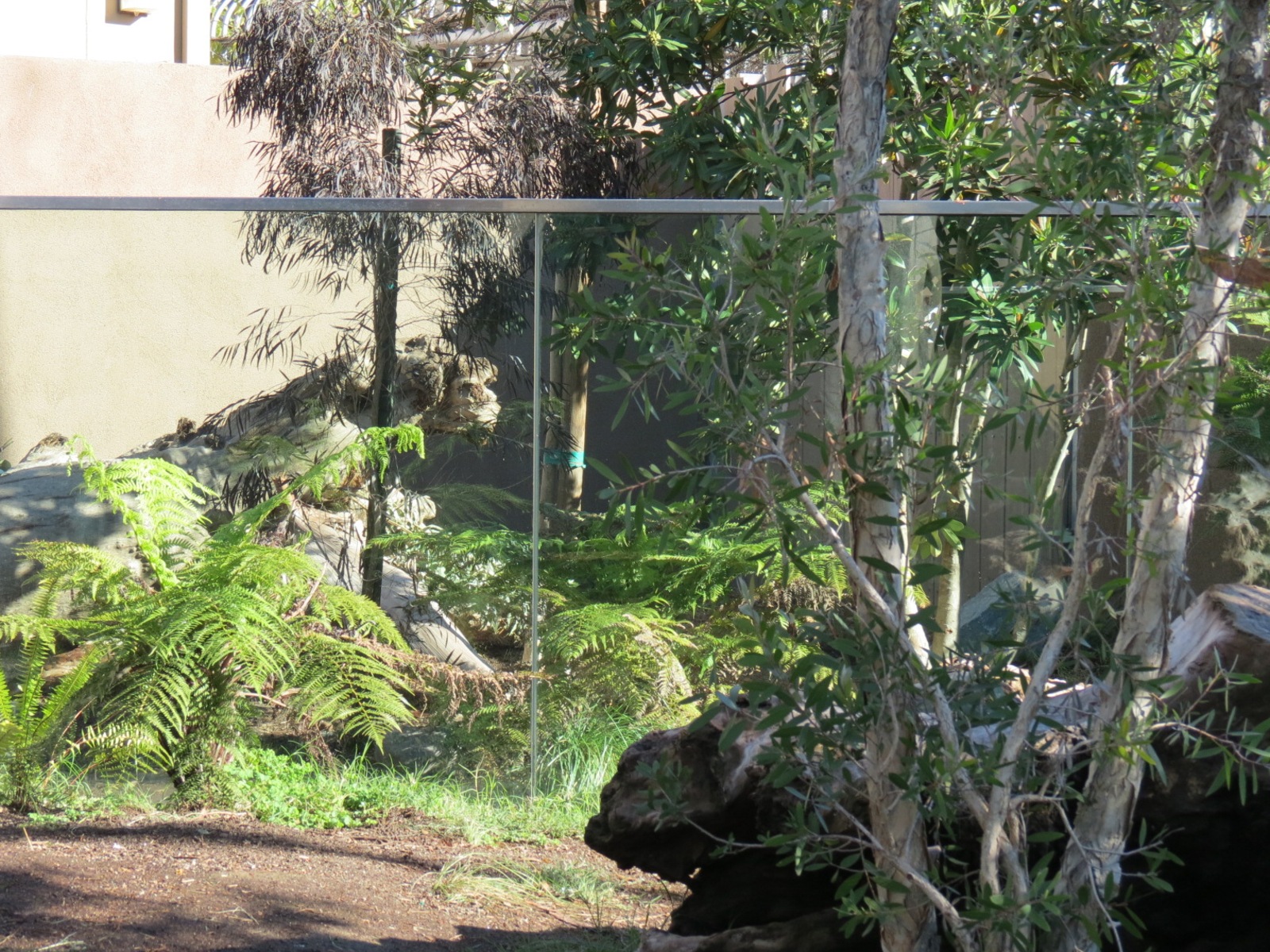 Outback - Tasmanian Devil Exhibit 3