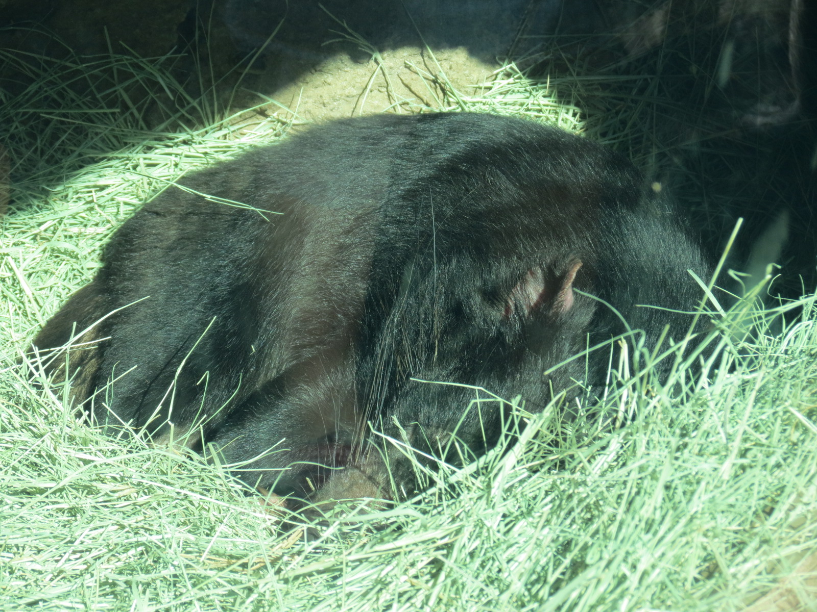 Outback - Tasmanian Devil Exhibit 4 - Den