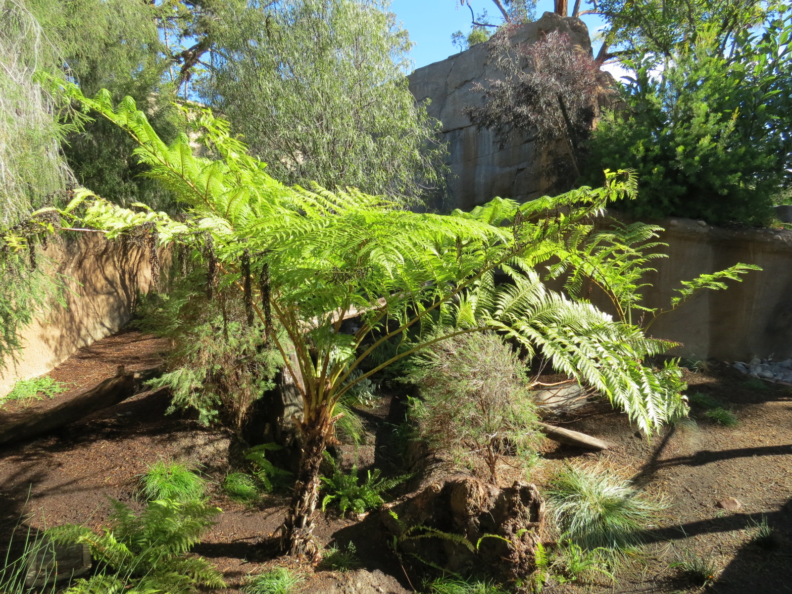 Outback - Tasmanian Devil Exhibit 4