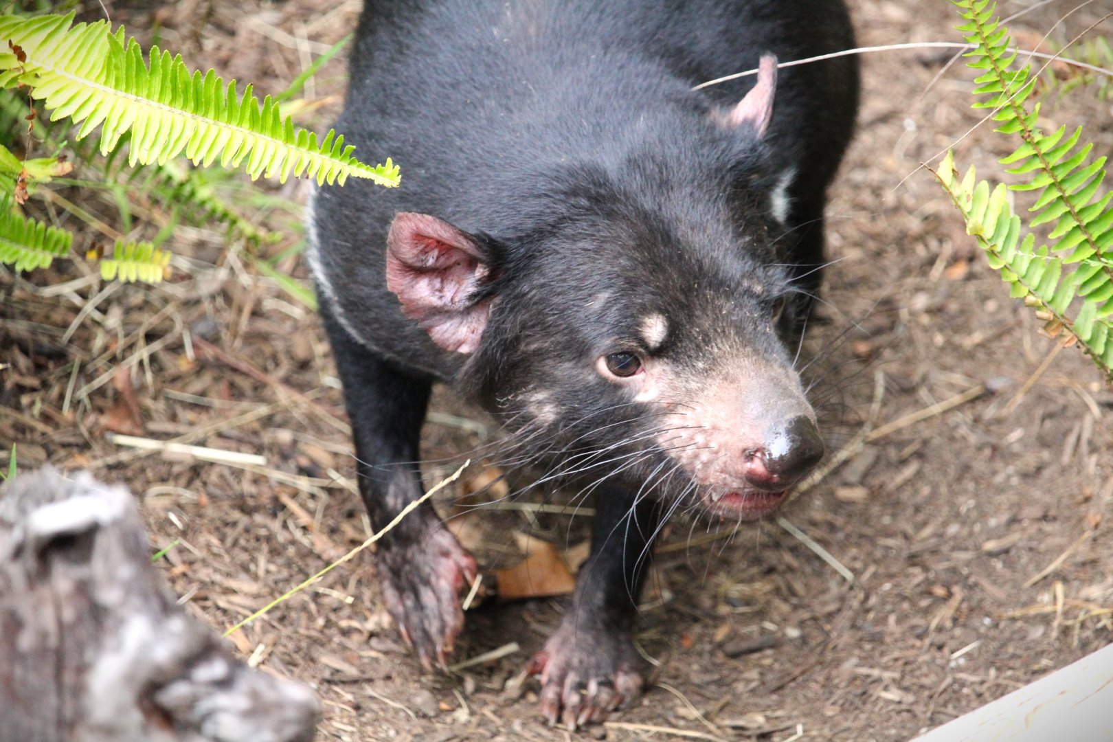Outback - Tasmanian Devil
