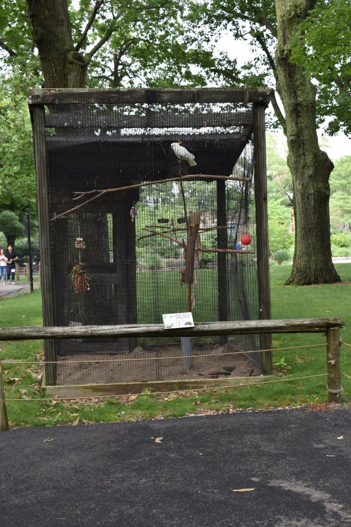 Outback Trail - Citron-crested Cockatoo Exhibit