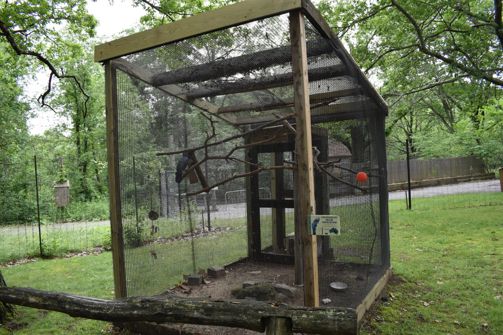 Outback Trail - Palm Cockatoo Exhibit