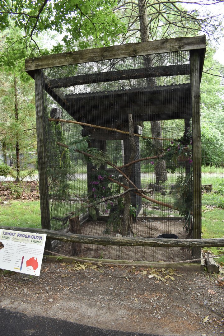 Outback Trail - Tawny Frogmouth Exhibit