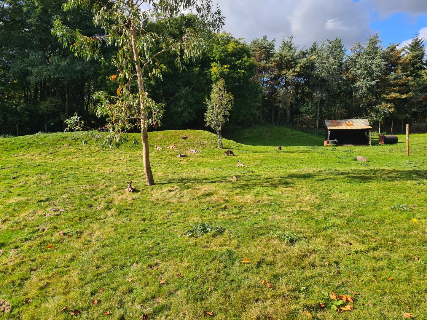 Outback walkthrough habitat