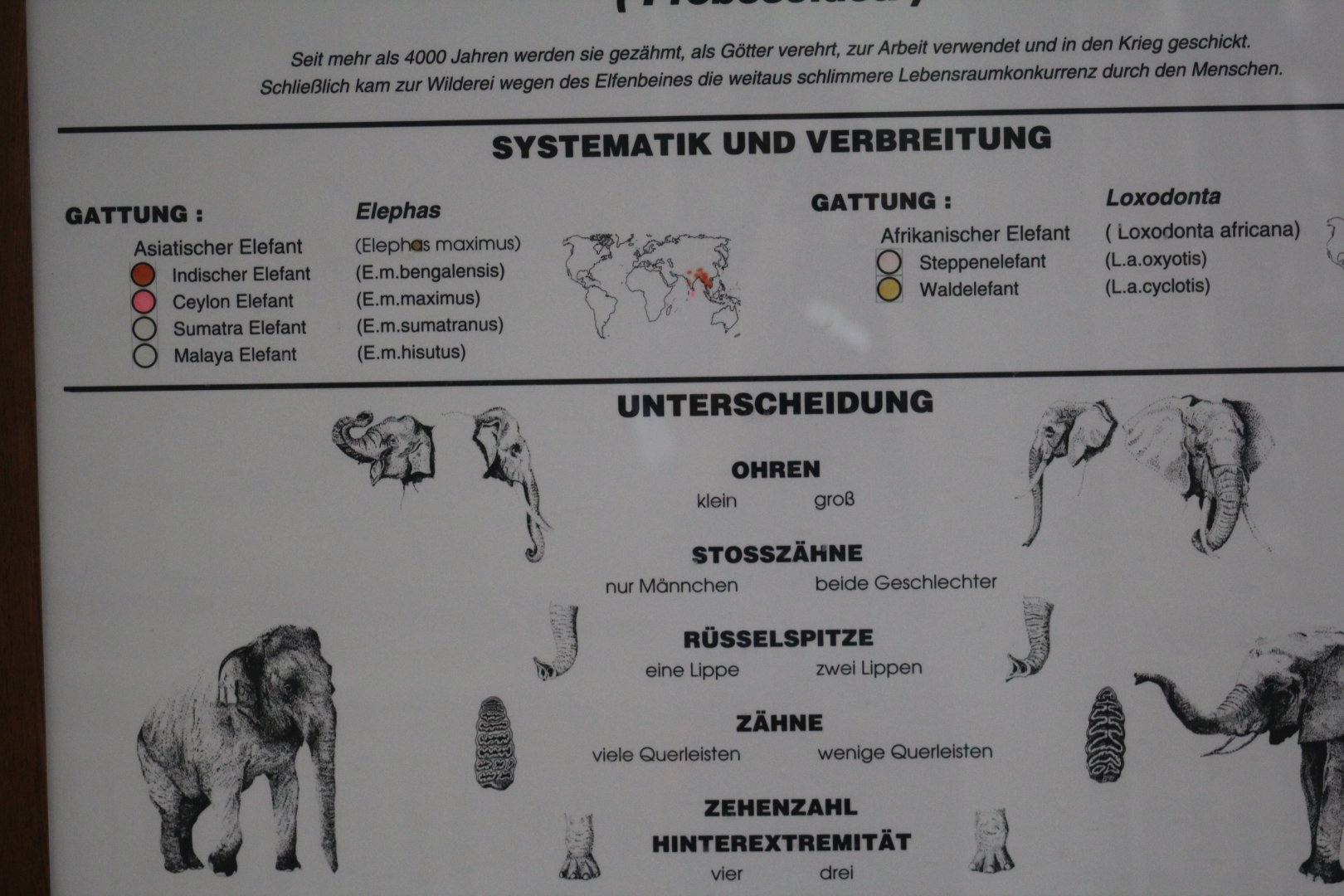 Outdated Elephant Sign