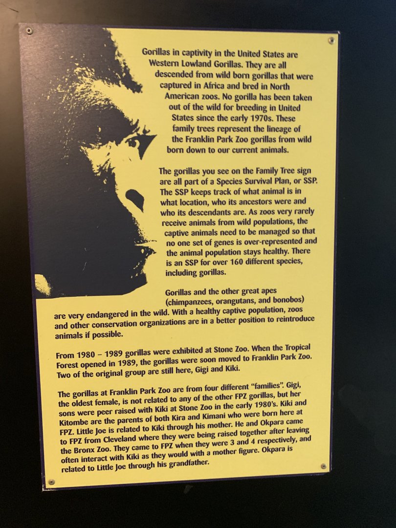 Outdated sign about the gorillas (Tropical Forest)