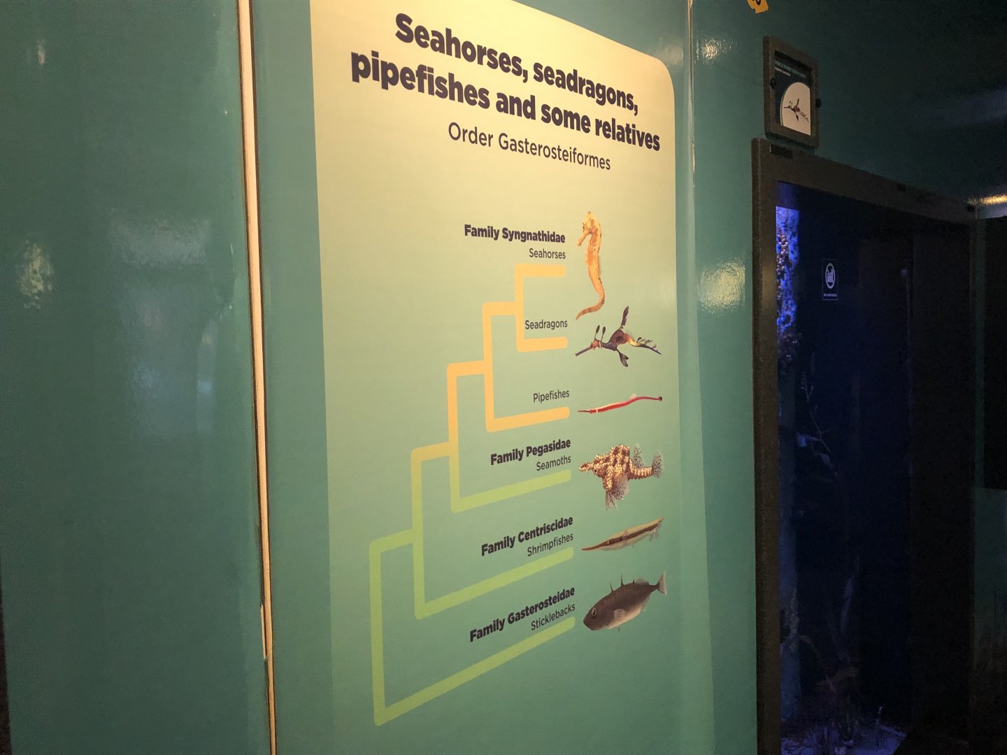 Outdated taxonomic tree