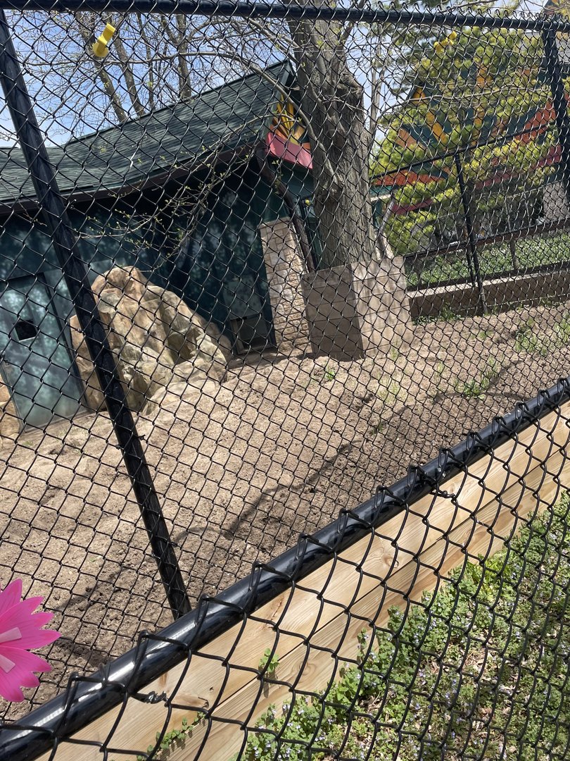 Outdoor Aardvark Exhibit (5/2/21)
