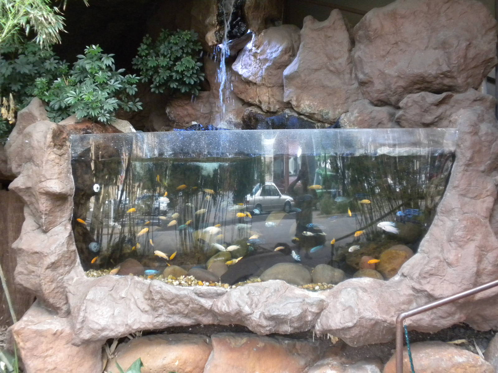 Outdoor African Cichlids