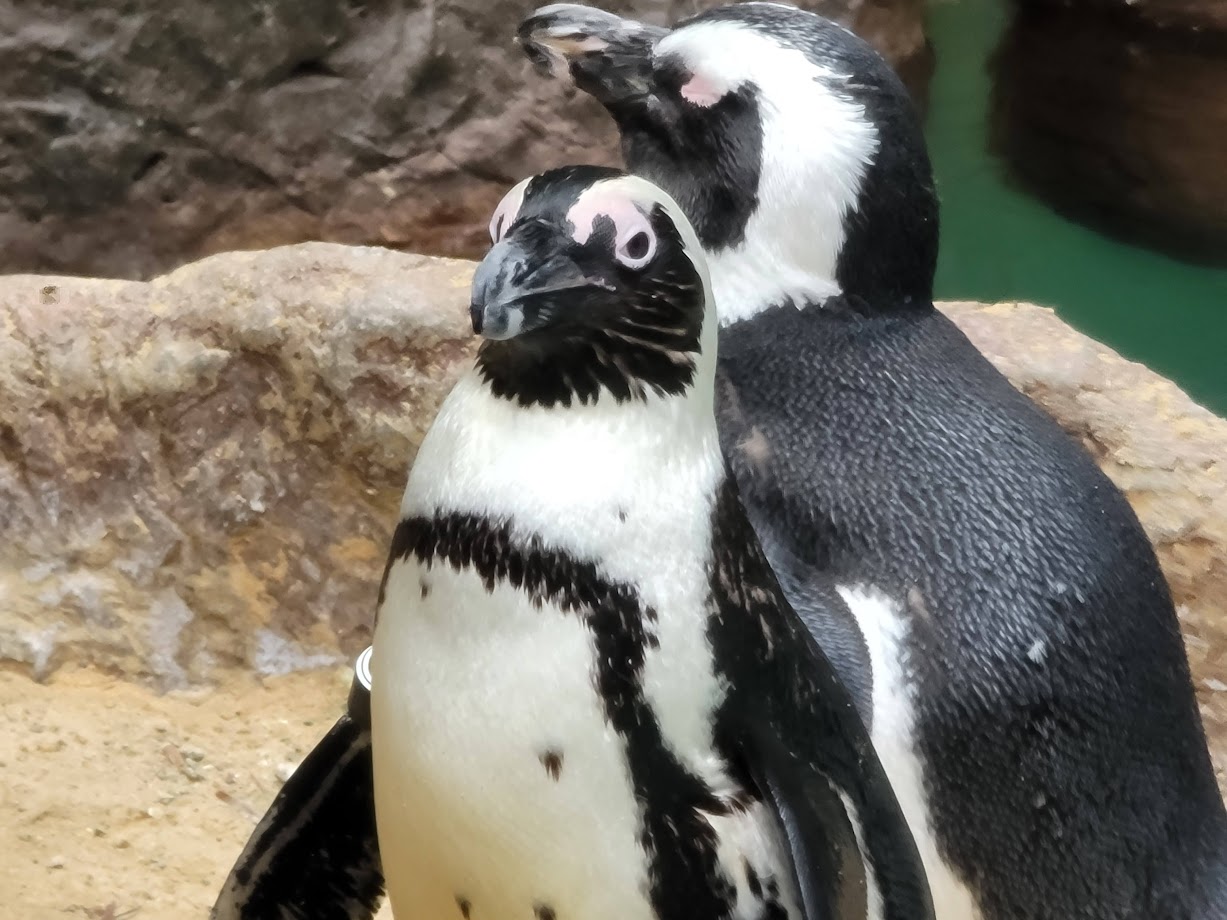 Outdoor African Penguins
