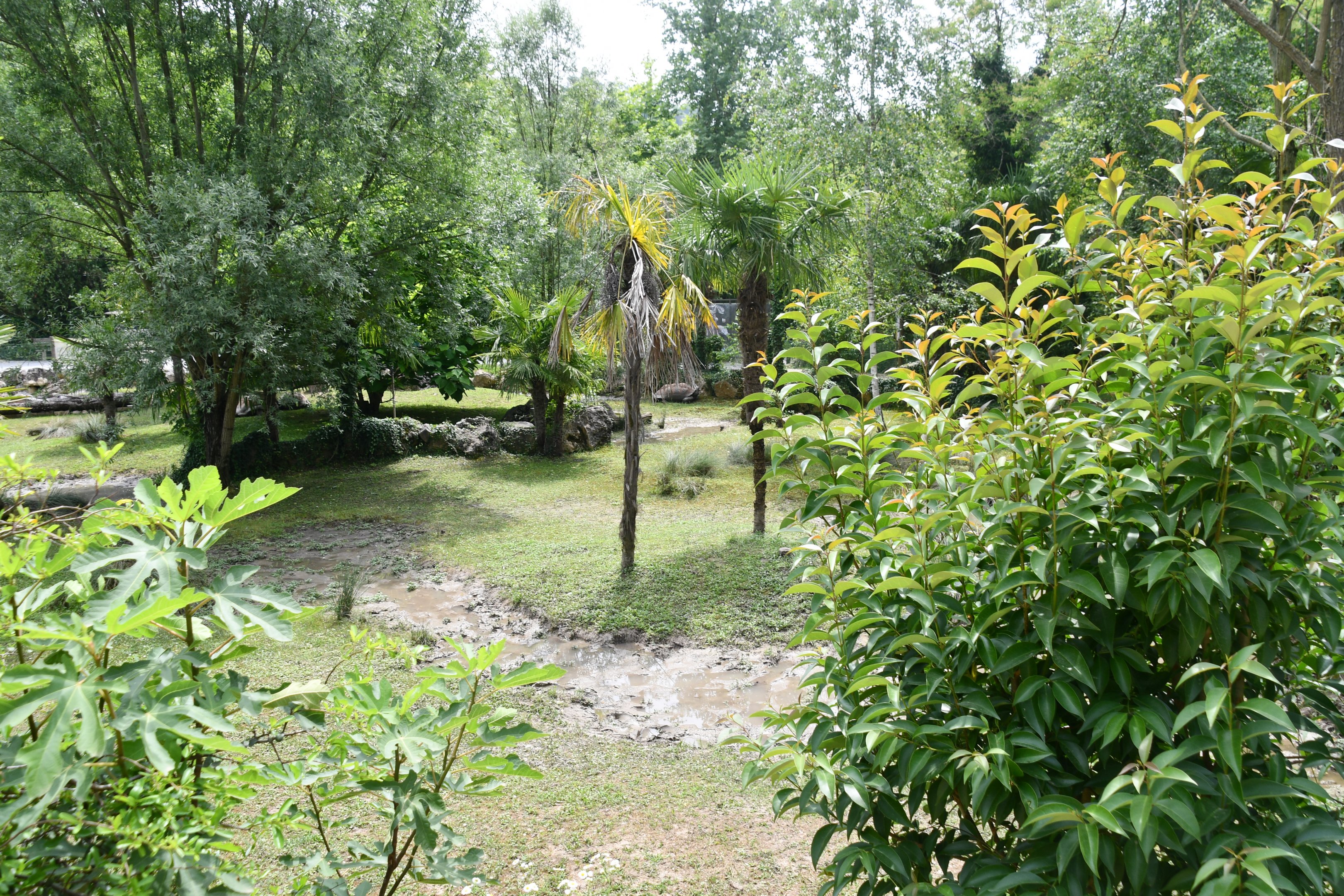 outdoor Aldabra Tortoise exhibit