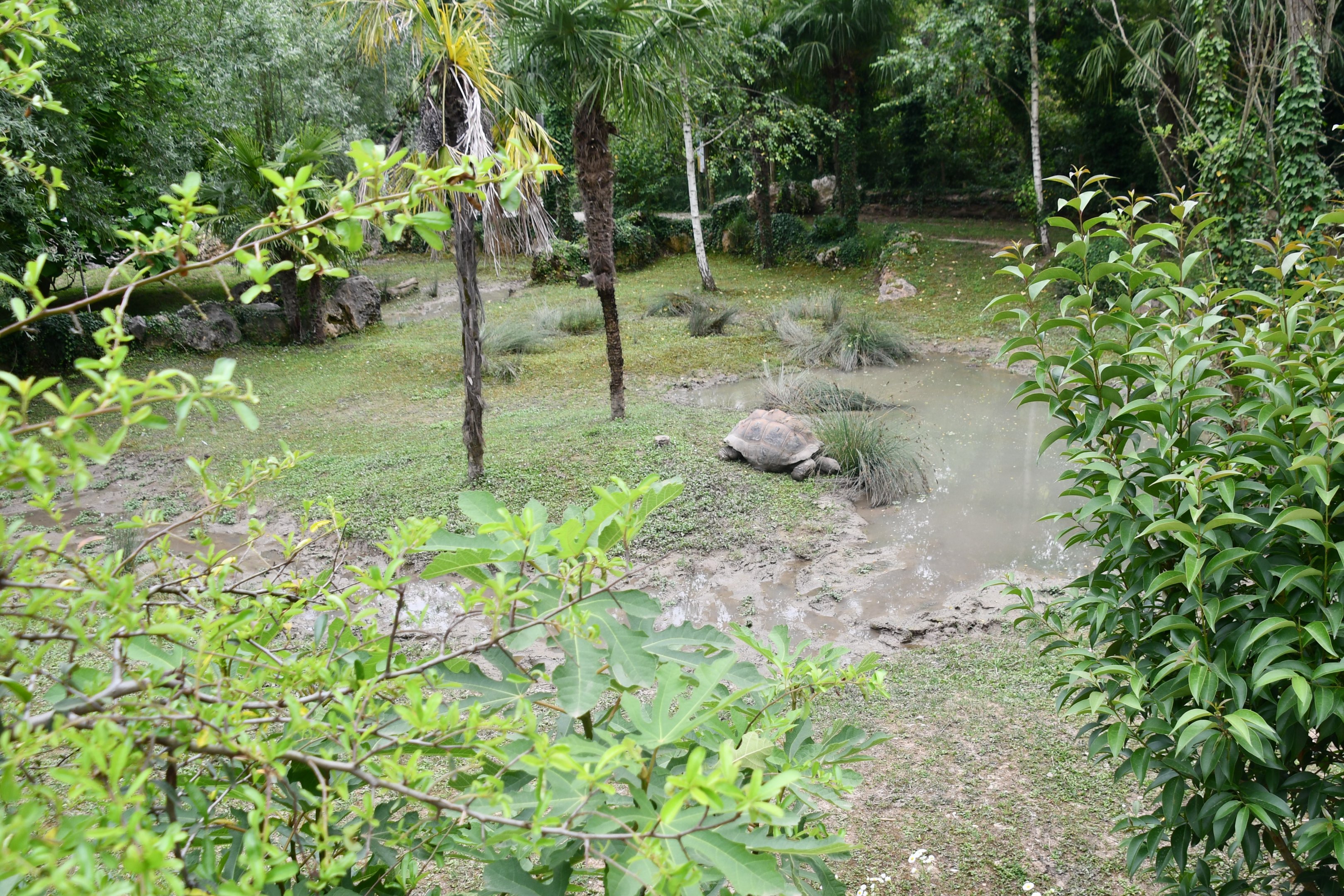 outdoor Aldabra Tortoise exhibit