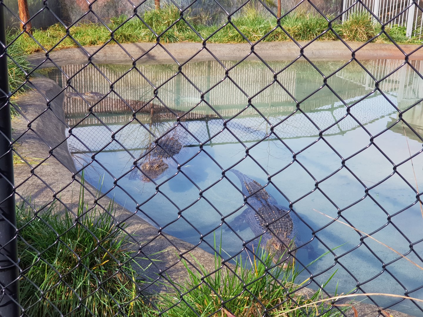 Outdoor Alligator pool (Alligator mississippiensis)
