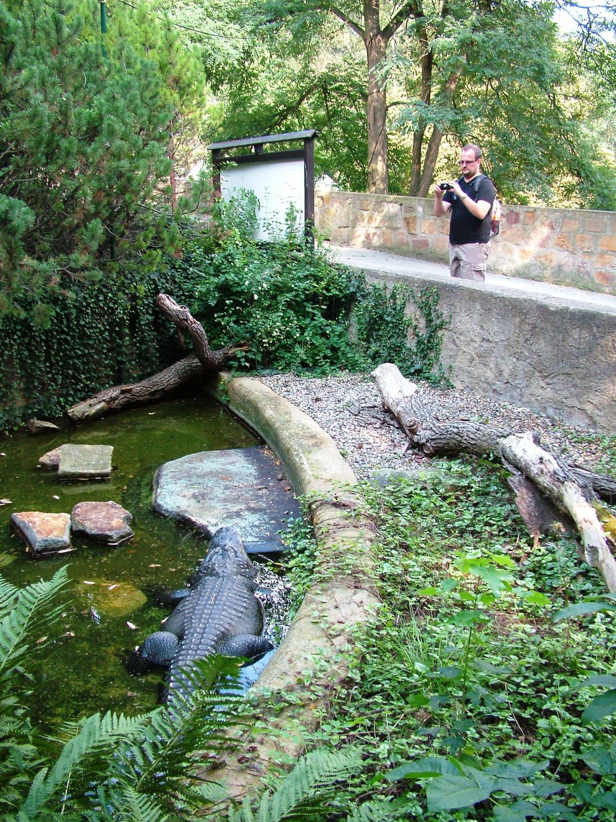 Outdoor Alligator Pool at Usti, 29/08/12