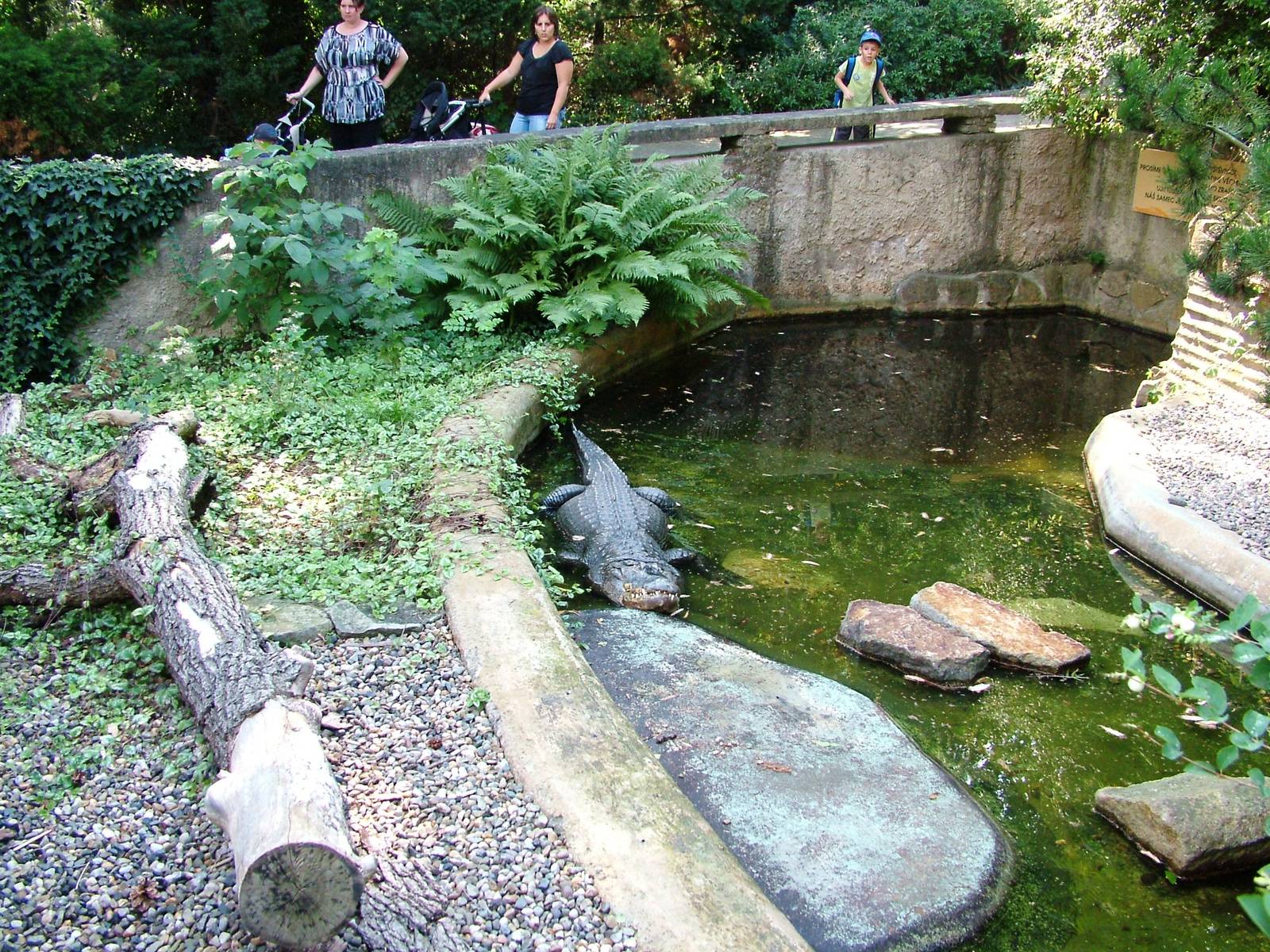 Outdoor Alligator Pool at Usti, 29/08/12