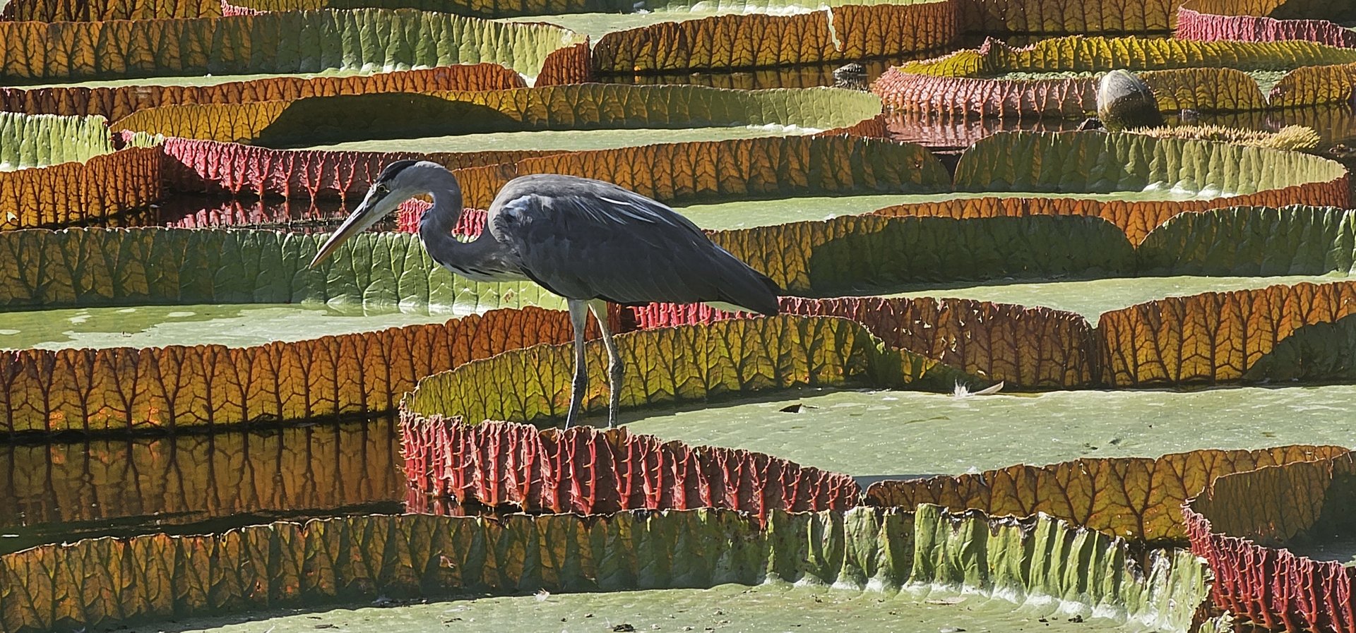 Outdoor amazonian giant waterlilies and grey heron