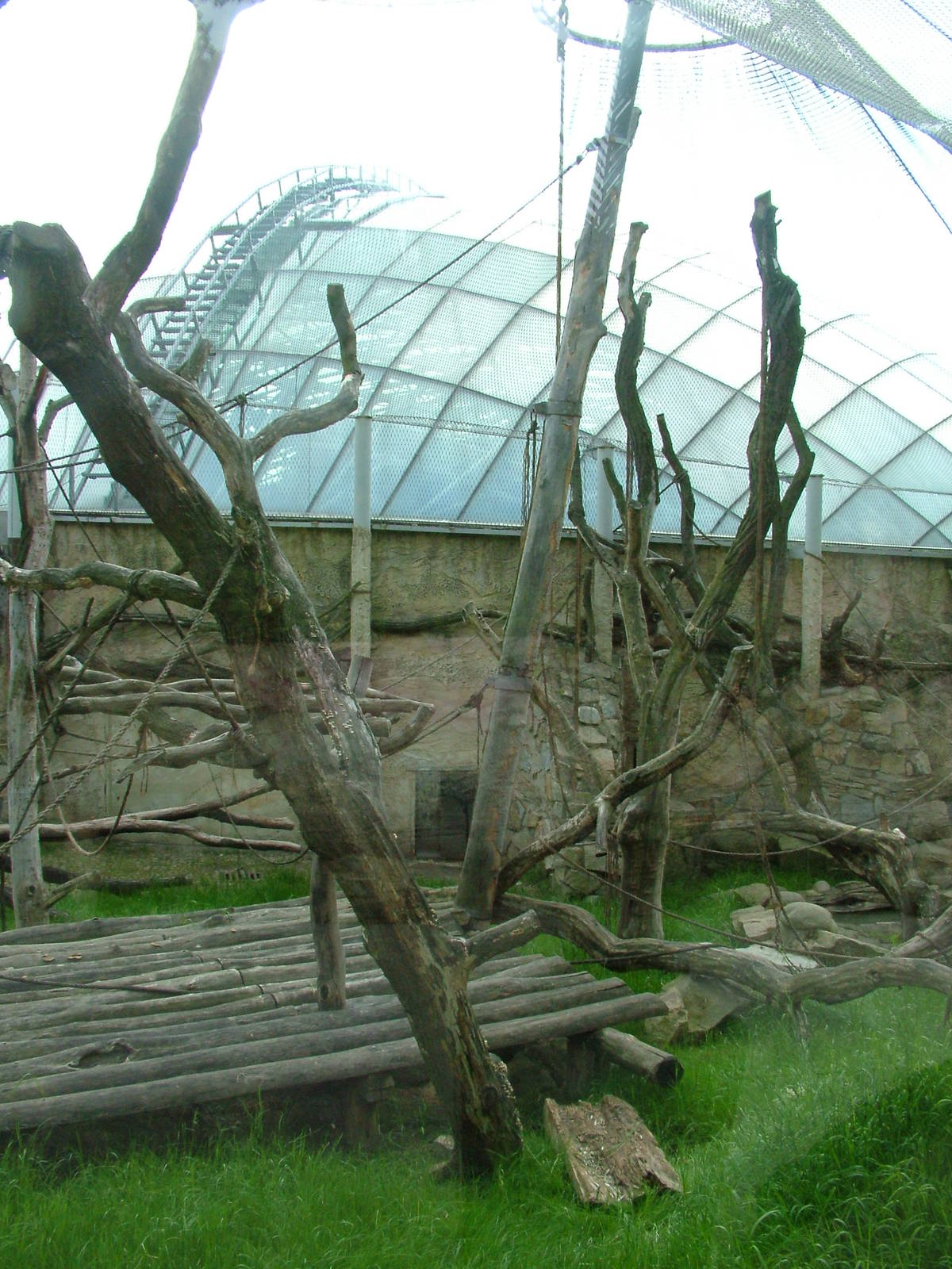 Outdoor ape exhibit at Prague, 24/05/10