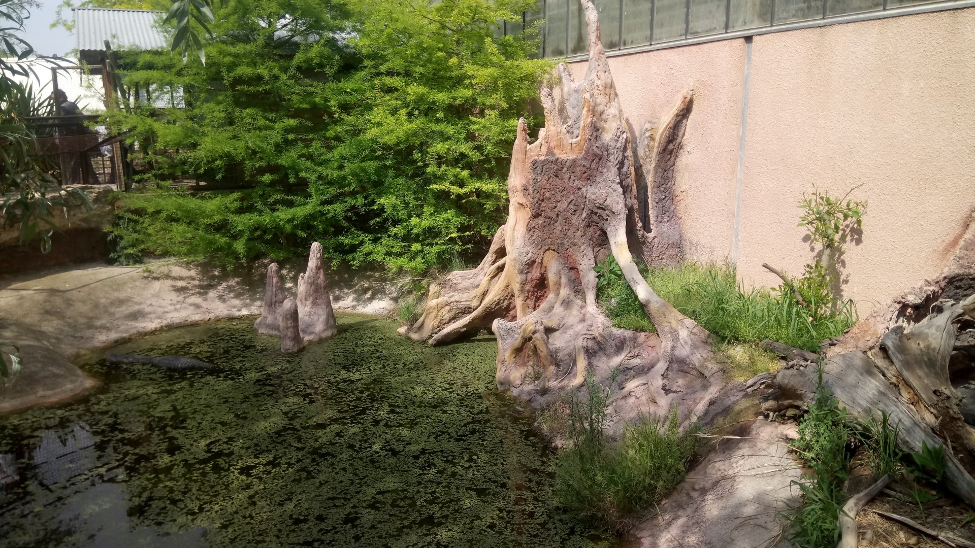 Outdoor area : Alligators exhibit
