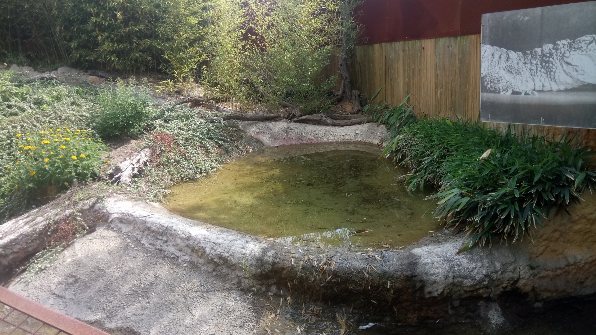 Outdoor area : Chinese Alligators exhibit