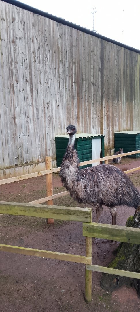 Outdoor area- Emu 200225