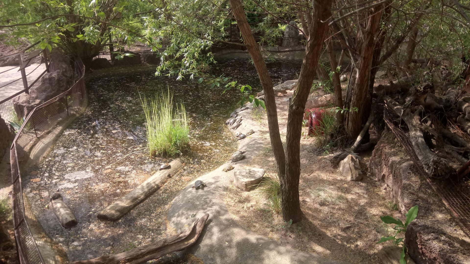 Outdoor area : European pond turtles exhibit