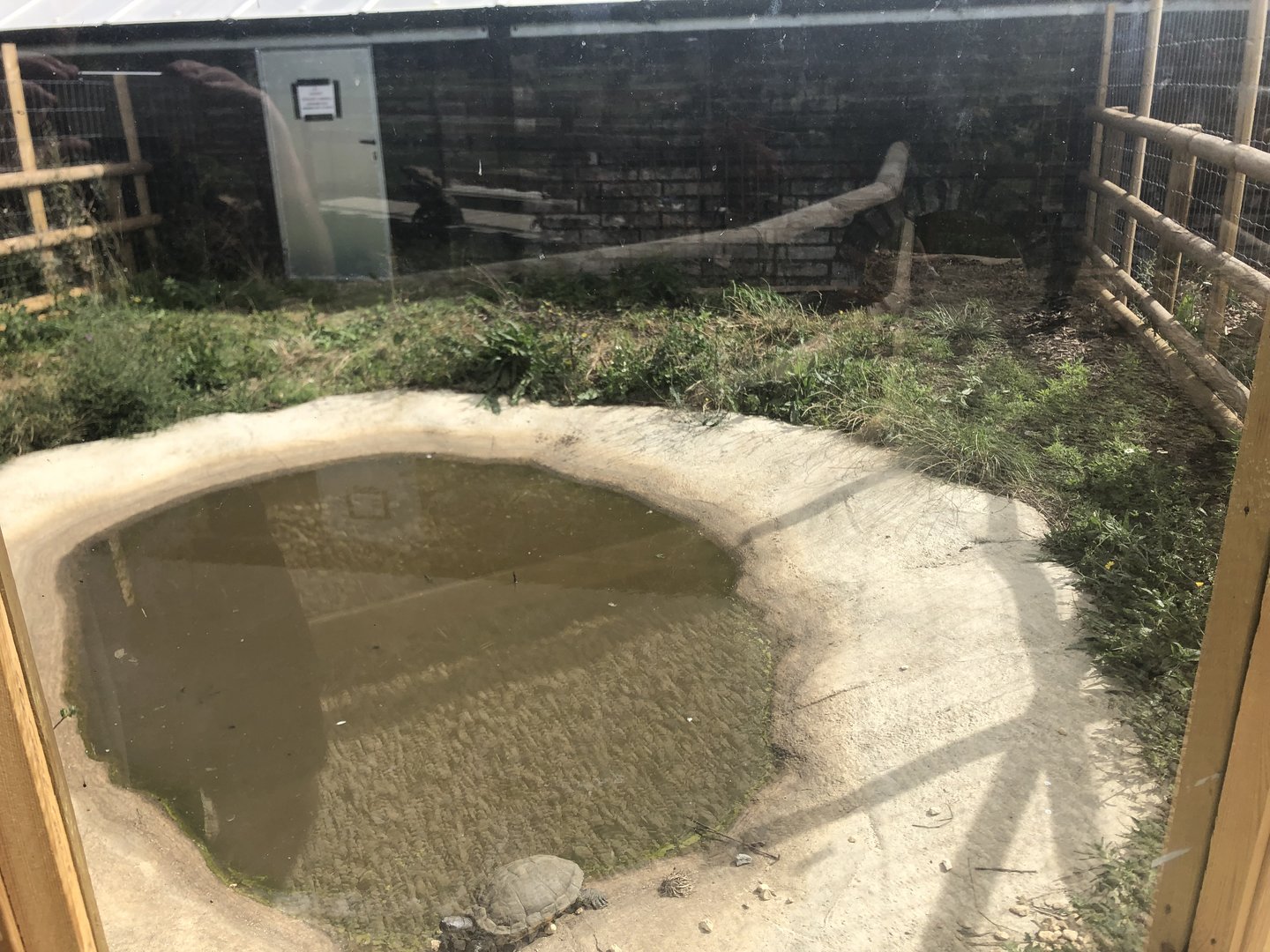 Outdoor Area for American Alligator