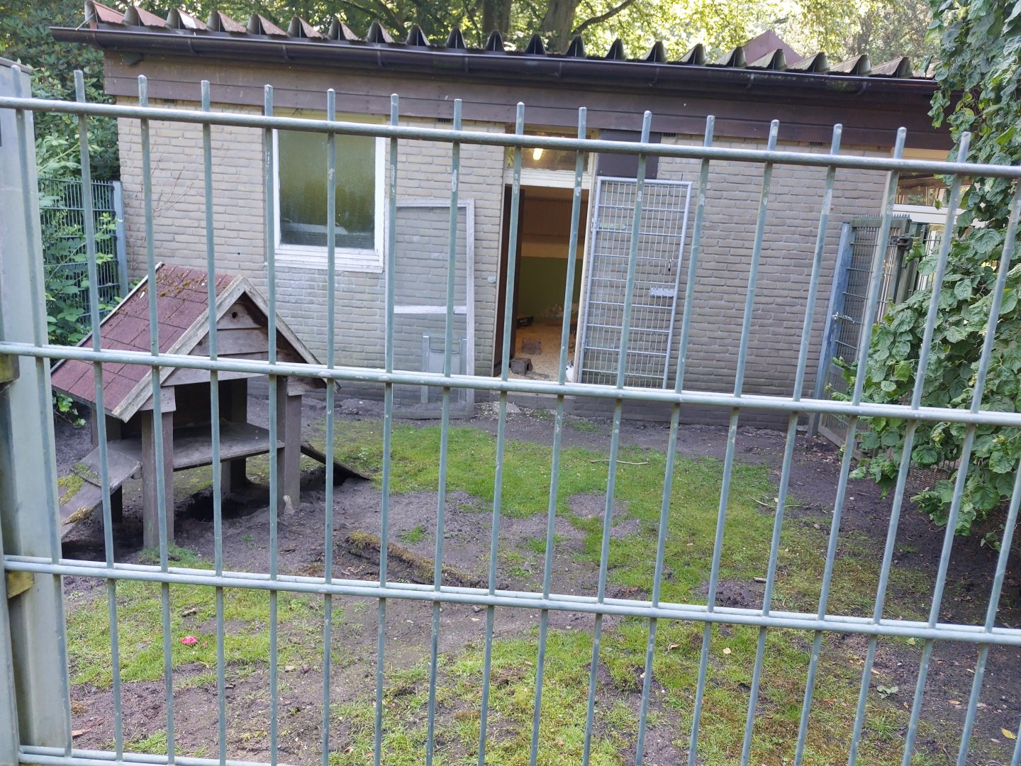 Outdoor area for domesticated guinea pigs and rabbits