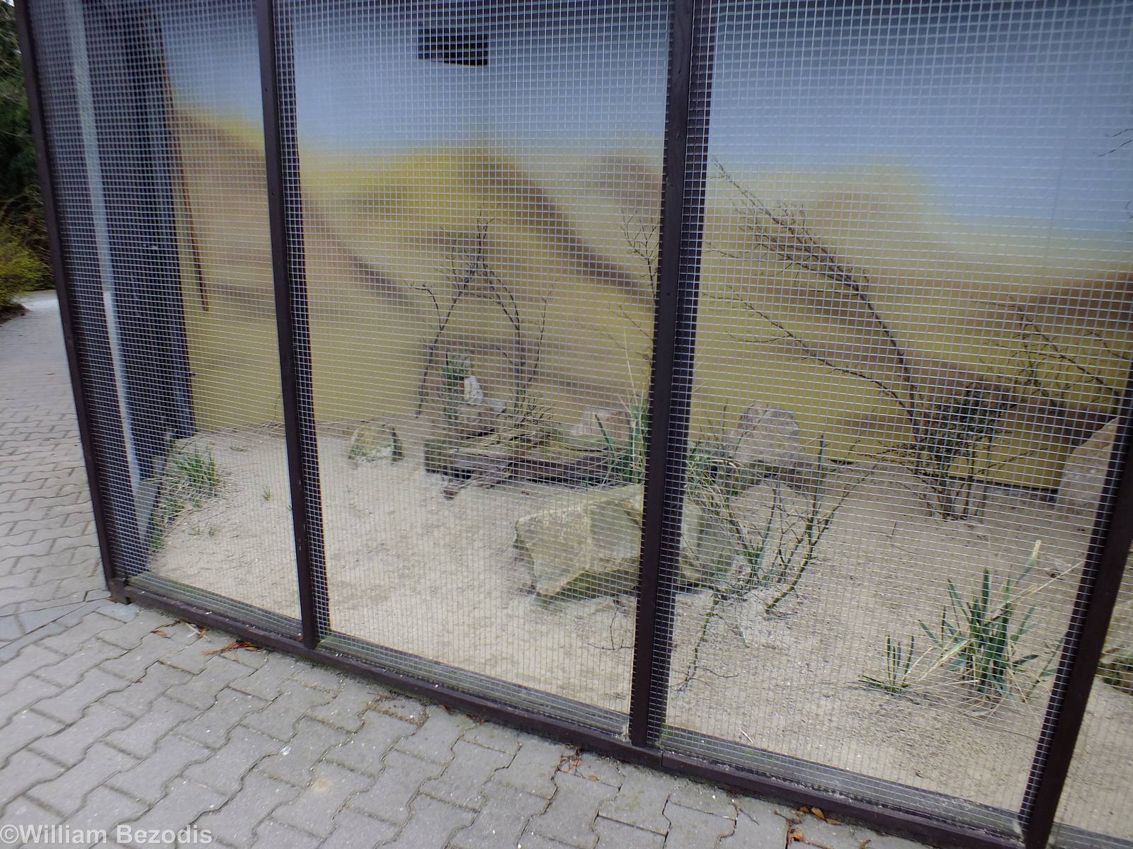 Outdoor Area for Sand Cats