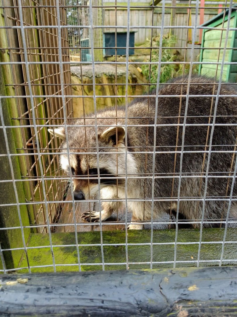 Outdoor Area- Raccoon 200225