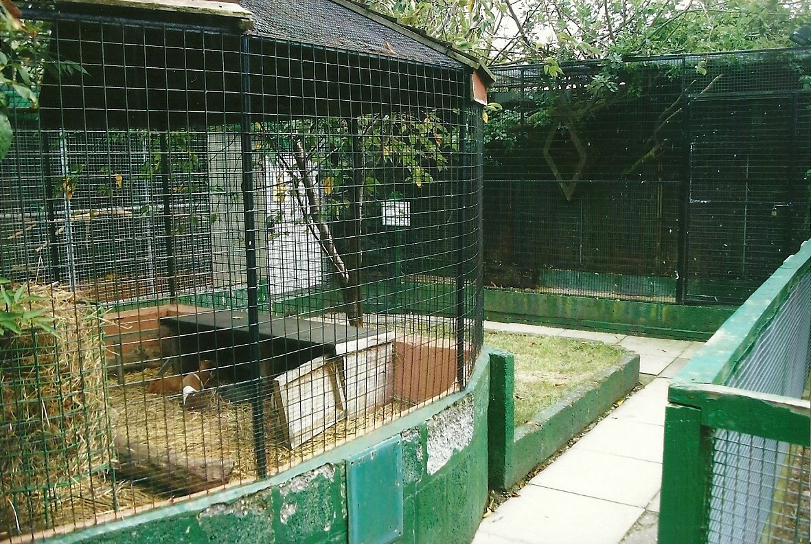 Outdoor area showing Guinea Pig cage, 13th September 2013