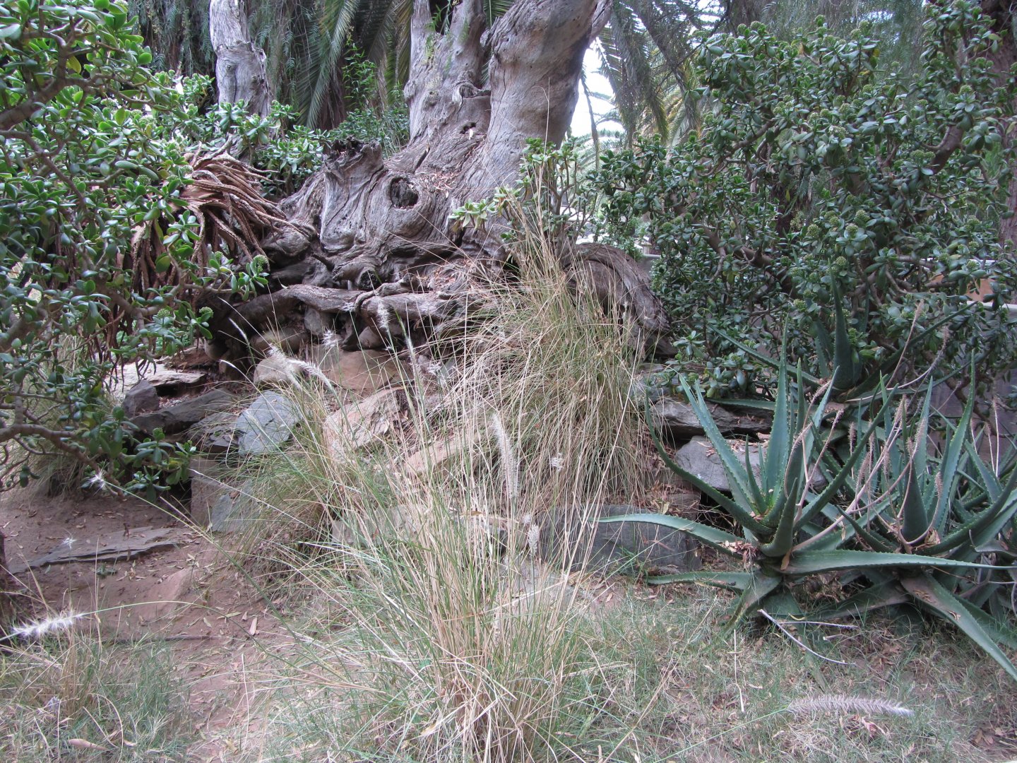 Outdoor Argentine Black-and-White Tegu Exhibit