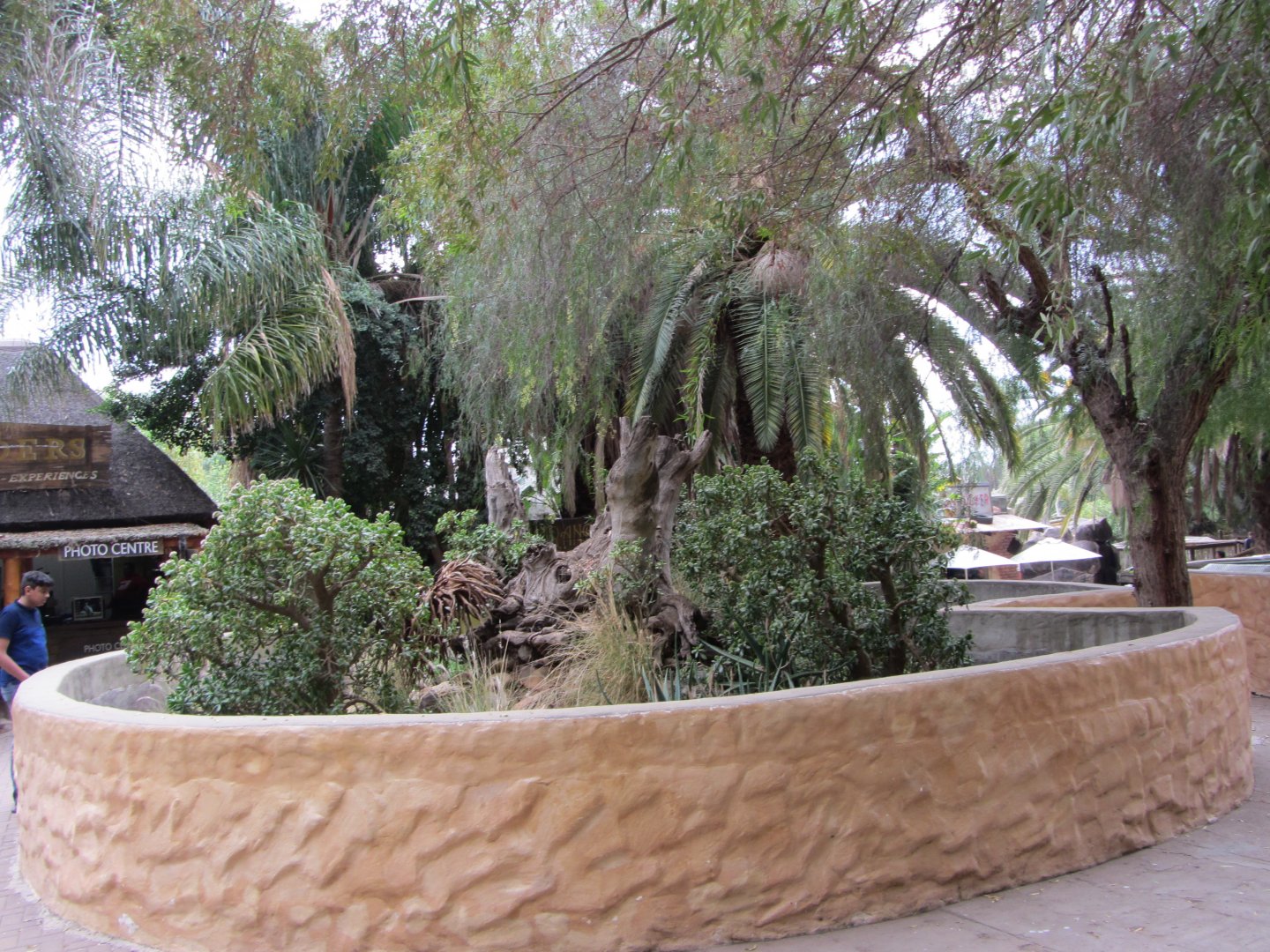 Outdoor Argentine Black-and-White Tegu Exhibit