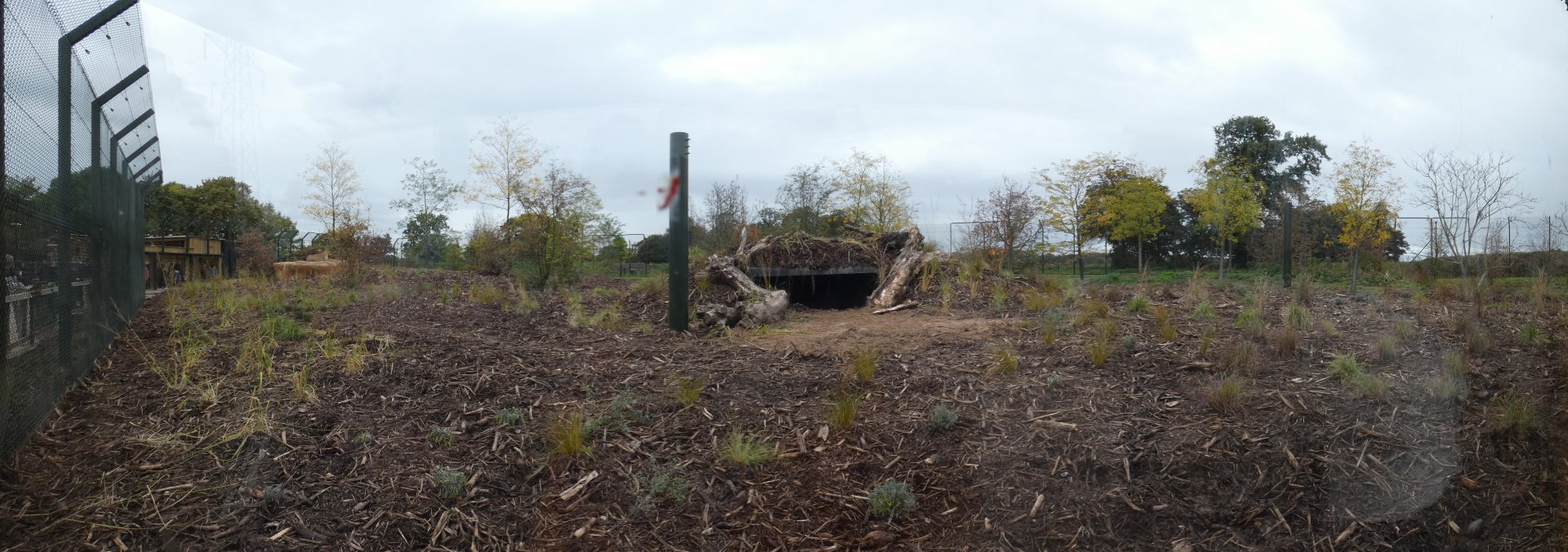 Outdoor Asiatic Lion enclosure (2)