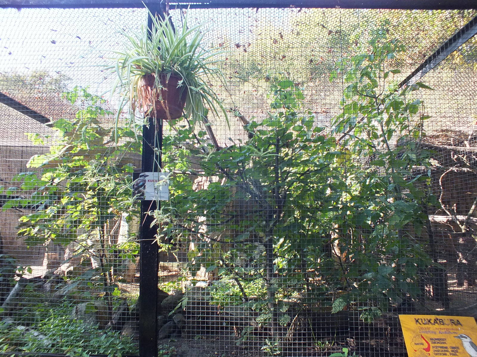 Outdoor Aviary Example